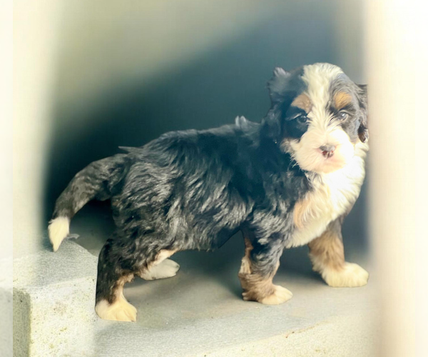 Medium Photo #2 Bernedoodle (Miniature) Puppy For Sale in DUNDEE, OH, USA