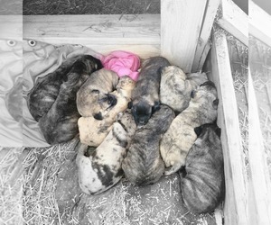 ANATOLIAN MASTIFF-Anatolian Shepherd Mix Puppy for sale in ONTONAGON, MI, USA