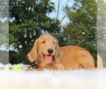 Small Photo #2 Labradoodle-Poodle (Standard) Mix Puppy For Sale in BINO, PA, USA