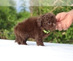 Small #21 ShihPoo