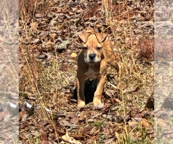 Medium Photo #2 Boxer-Unknown Mix Puppy For Sale in Holly Springs, NC, USA