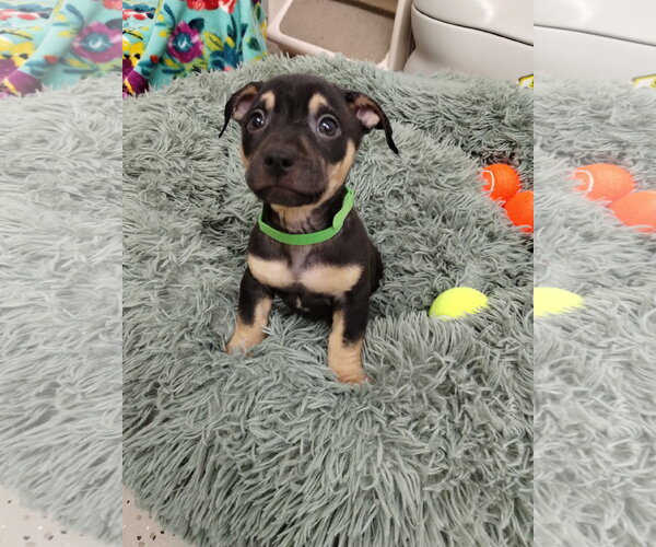 Medium Photo #1 Mutt Puppy For Sale in York, SC, USA