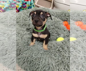Mutt Dogs for adoption in York, SC, USA