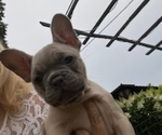 Small #2 French Bulldog