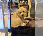 Small #1 Maltese