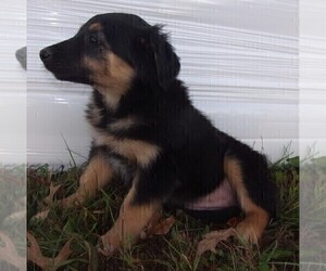 English Shepherd Puppy for sale in FREDERICKSBRG, PA, USA