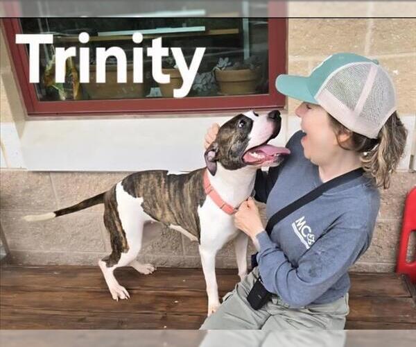 Medium Photo #1 American Pit Bull Terrier Puppy For Sale in Derwood, MD, USA