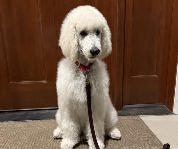 Medium Photo #1 Poodle (Standard) Puppy For Sale in ZILLAH, WA, USA