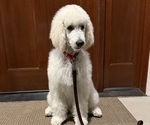Puppy Oliver Poodle (Standard)