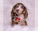 Small Photo #96 Dachshund Puppy For Sale in WARSAW, IN, USA