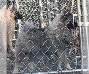 Keeshond Puppy for sale in PULLMAN, MI, USA
