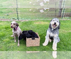 Golden Mountain Doodle Puppy for Sale in PHILIPPI, West Virginia USA