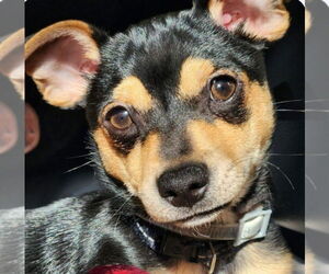 Chihuahua Dogs for adoption in South Bend, IN, USA
