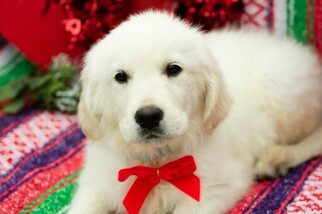 English Cream Golden Retriever Puppy for sale in PLYMOUTH, OH, USA