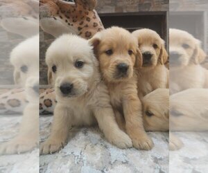 Golden Retriever Puppy for Sale in SACRAMENTO, California USA