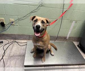 American Staffordshire Terrier-Unknown Mix Dogs for adoption in Grand Prairie, TX, USA