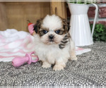 Jessie - Female Shih Tzu Puppy for Sale - Small photo