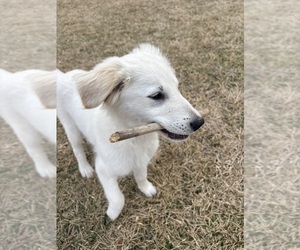 Medium Golden Pyrenees