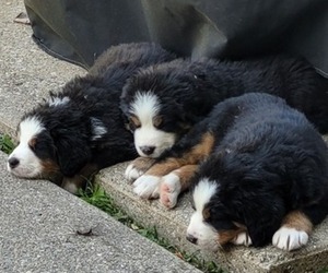 Bernese Mountain Dog Puppy for sale in LANSING, MI, USA
