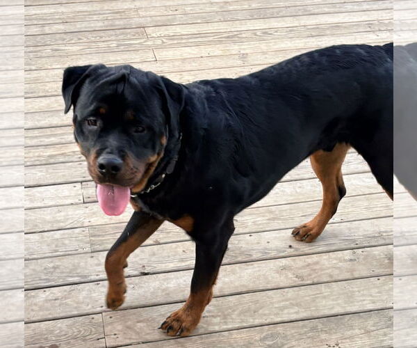 Medium Photo #4 Rottweiler Puppy For Sale in White Hall, AR, USA