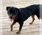 Small #3 Rottweiler