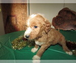 Small Photo #4 Goldendoodle Puppy For Sale in SOUTH BEND, IN, USA