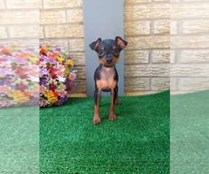 Miniature Pinscher Puppy for sale in CARTHAGE, TX, USA