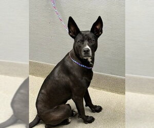 Labrador Retriever-Unknown Mix Dogs for adoption in Las Vegas, NV, USA