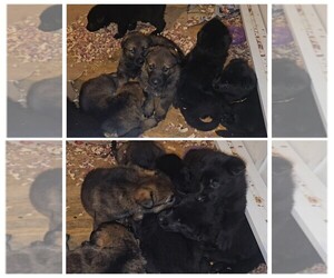 German Shepherd Dog Puppy for sale in HARTFORD, WI, USA
