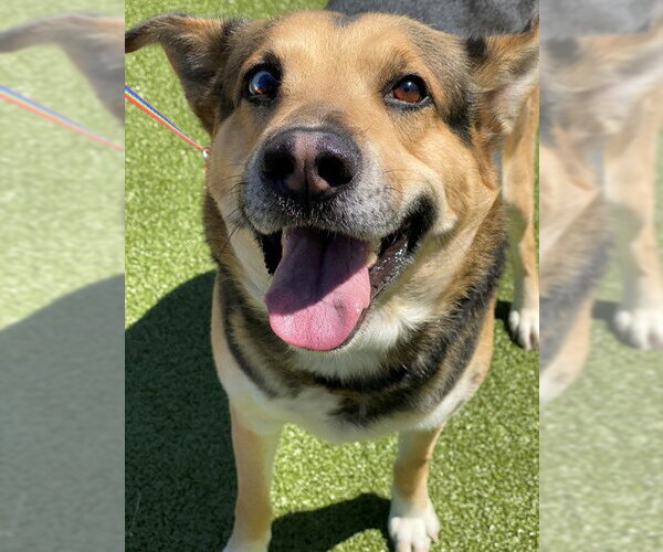 Medium Photo #1 Gerberian Shepsky Puppy For Sale in Fayetteville, NC, USA