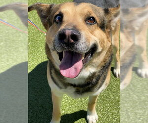 Gerberian Shepsky Dogs for adoption in Fayetteville, NC, USA