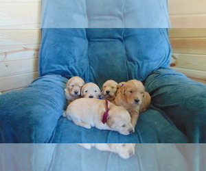 Golden Retriever Puppy for sale in WESTCLIFFE, CO, USA