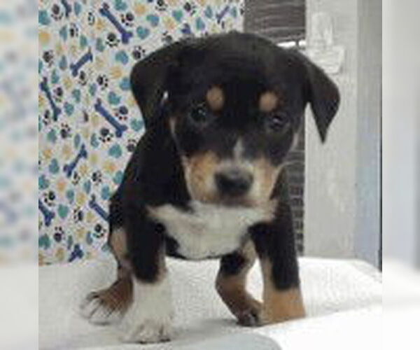 Medium Photo #4 Labrador Retriever-Unknown Mix Puppy For Sale in Lakewood, CO, USA