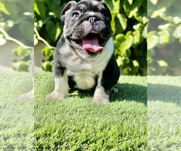 Medium Photo #1 Bulldog Puppy For Sale in SAN DIEGO, CA, USA