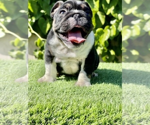 Bulldog Puppy for sale in SAN DIEGO, CA, USA