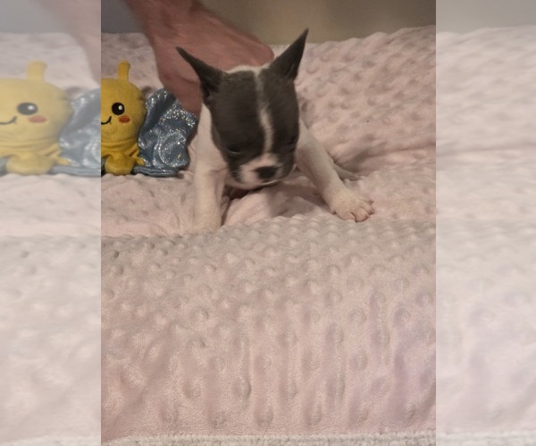 Medium Photo #39 French Bulldog Puppy For Sale in ASHLAND, OH, USA