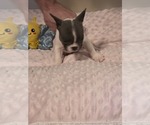 Small #6 French Bulldog