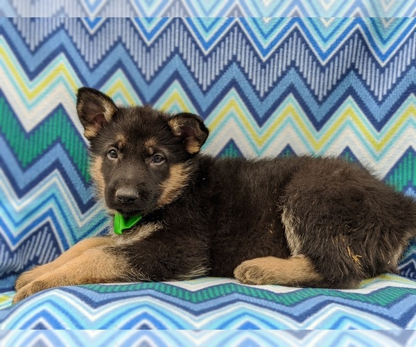 Medium Photo #5 German Shepherd Dog Puppy For Sale in NEW PROVIDENCE, PA, USA