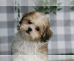 Small #1 Zuchon