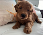 Puppy Bruno Goldendoodle