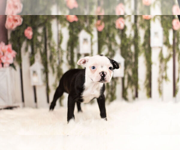 Medium Photo #3 Boston Terrier Puppy For Sale in WARSAW, IN, USA