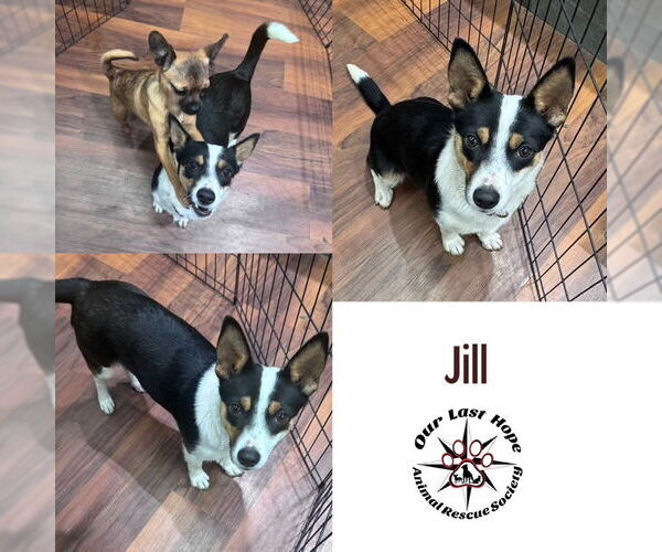 Medium Photo #1 Rat Terrier-Unknown Mix Puppy For Sale in Princeton, British Columbia, Canada