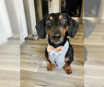 Small Dachshund