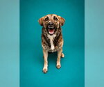 Small Photo #2 Anatolian Shepherd-Unknown Mix Puppy For Sale in Pearland, TX, USA