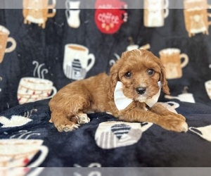 Cavapoo Puppy for sale in LAKELAND, FL, USA