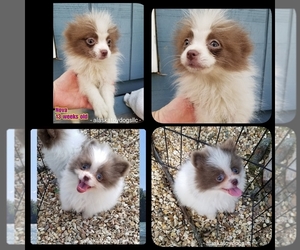 Pomeranian Puppy for sale in MOUNTAIN HOME, AR, USA