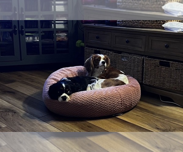 Medium Photo #1 Cavalier King Charles Spaniel Puppy For Sale in WICHITA, KS, USA