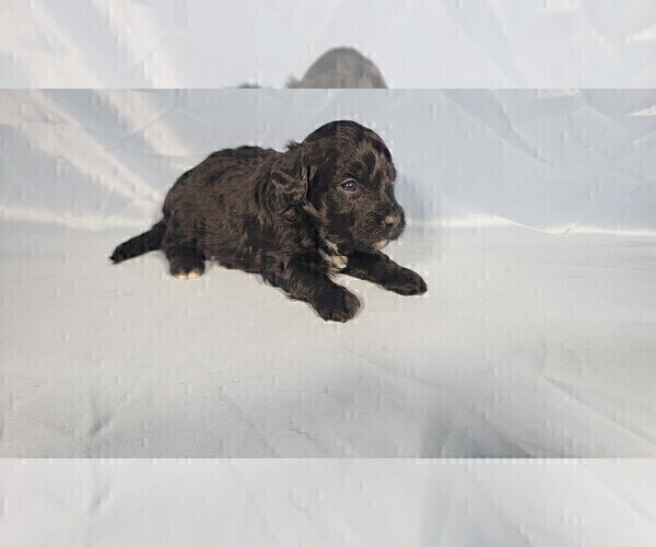 Medium Photo #6 Bernedoodle (Miniature) Puppy For Sale in PEYTON, CO, USA