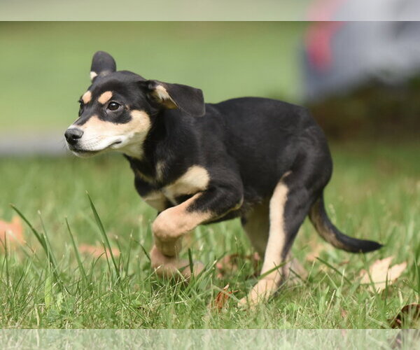 Medium Photo #15 Australian Shepherd-Unknown Mix Puppy For Sale in Mechanicsburg, PA, USA