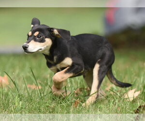Tweeny - Female Australian Shepherd-Unknown Mix Dog for Adoption - Photo #15